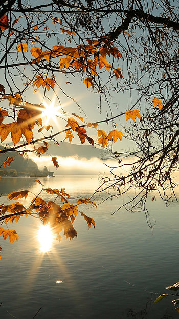 Sunbeams, Maple Tree HD phone wallpaper