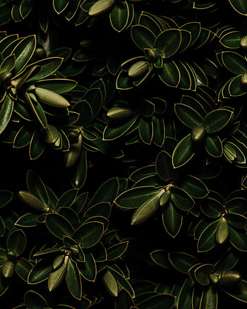 Plants, Leaves, Macro, Dark HD phone wallpaper