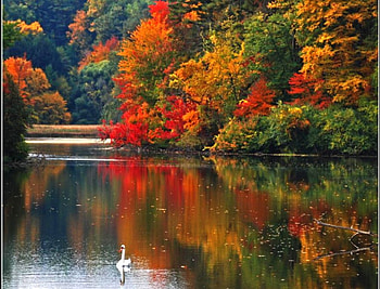 Colors of Nature, , trees, colors, autumn, beautiful, nature HD wallpaper