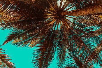 Nature, Wood, Tree, Palm, Branches, Tropics, Bottom View HD wallpaper