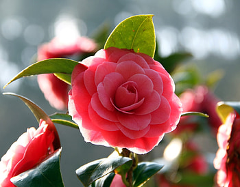 beautiful flower, beautiful, nature, spring, flower HD wallpaper