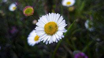 White daisy, blur, flower, bloom HD wallpaper