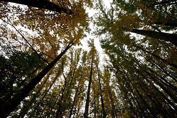 Amazing Forest Scene, huge forest, amazing forest, bustling forest, scenic forest HD wallpaper