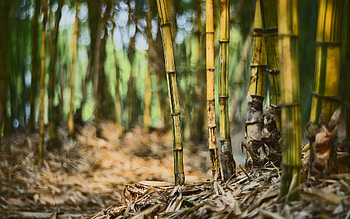 bamboo , Nature's beauty, Captivating landscape, Better HD wallpaper