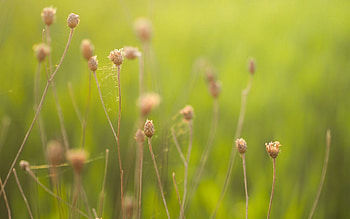 Nature, Web, Blur, Field, Herbs, Herbage HD wallpaper