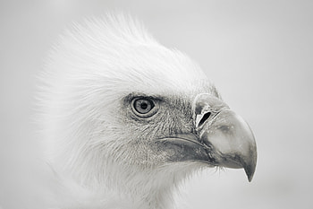 Animals, Bird, Beak, Predator, Eagle HD wallpaper