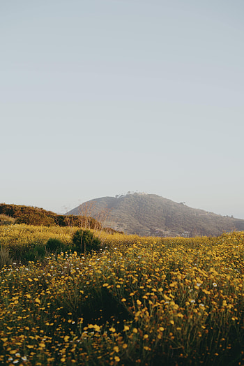 Nature, Flowers, Field, Hill, Spaciousness, Scope HD phone wallpaper