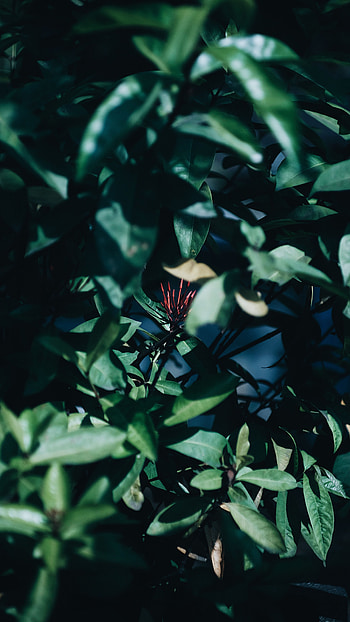 Leaves, Flower, Plant, Macro, Branches, Exotic HD phone wallpaper
