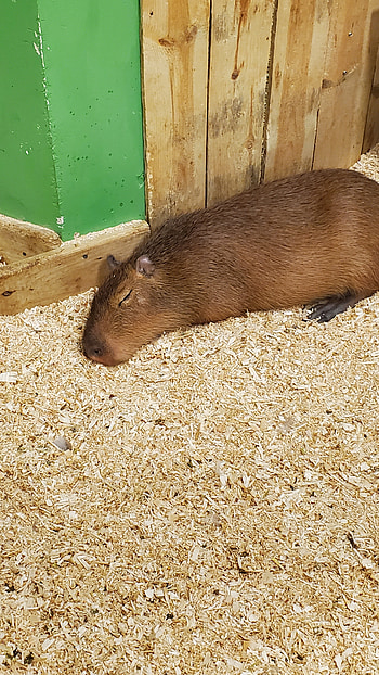 Capybara, whiskers, tail HD phone wallpaper
