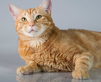 Cute Cat, cute, cat, pet, animals HD wallpaper