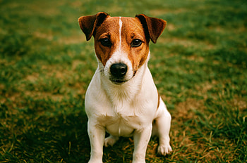 Jack Russell Terrier — Crisp Lawn Portrait, Dog, Pet HD wallpaper