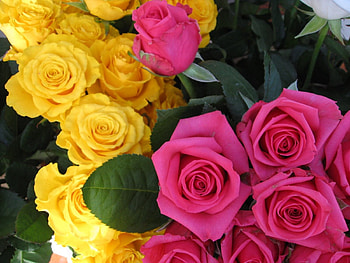 Flowers, Roses, Pink, Buds HD wallpaper