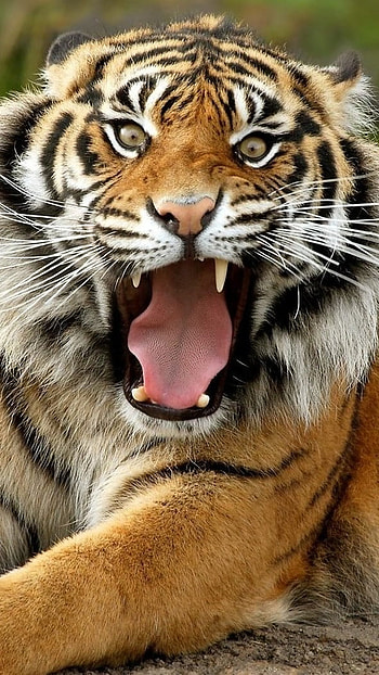 Tiger , Dangerous Animal HD phone wallpaper