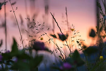 Beautiful flowers silhouetted against a vibrant sunset in Levico Terme, Italy. HD wallpaper
