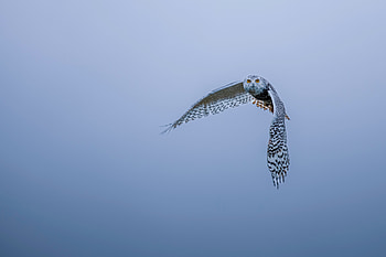 Majestic Snowy Owl in Flight - Stunning Ultra, Animal, snowy owl HD wallpaper