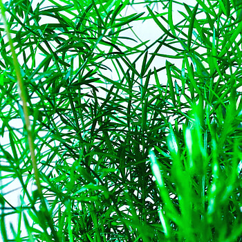 Nature, Leaves, Bush, Plant HD phone wallpaper