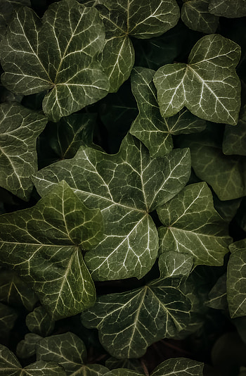 Nature, Leaves, Macro, Dark HD phone wallpaper