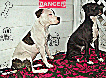 diamond & lola pitbulls, nature, people, abstract, animals HD wallpaper