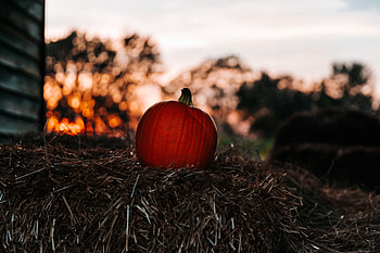 Autumn, Pumpkin, Miscellanea, Miscellaneous, Blur, Smooth, Hay HD wallpaper