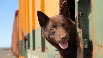 Traveling with dogs, Train journeys, Pet-friendly adventures, Exploring together HD wallpaper
