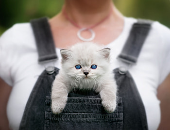 Kitten, pisica, animal, white, siamese, grey, cat HD wallpaper