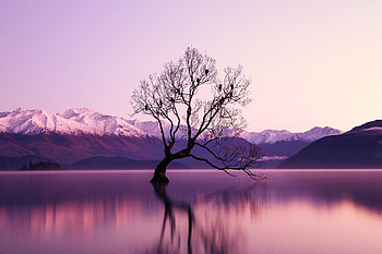 Tree, lake, reflections, violet sunset, nature HD wallpaper