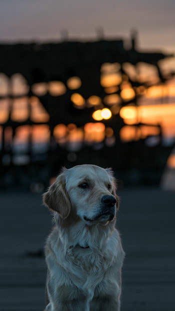 Labrador dog muzzle, , Cute dog, Dog HD phone wallpaper