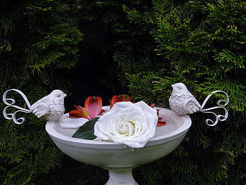 Pretty White Rose, White Rose, Nature, graphy, Flower HD wallpaper