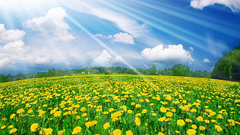 Landscape, Fields, Dandelions HD wallpaper