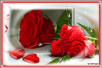 RED ROSE, PRETTY, ROSE, FRAMED, RED HD wallpaper
