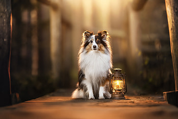 Animal, dog HD wallpaper