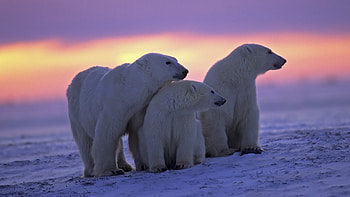 Arctic travels, Bear , High-quality wolf HD wallpaper