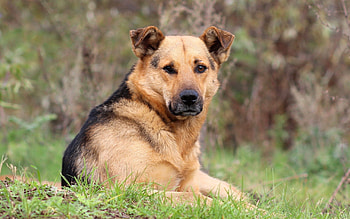 Animals, To Lie Down, Lie, Dog, Muzzle, Sheepdog, Sheep Dog HD wallpaper
