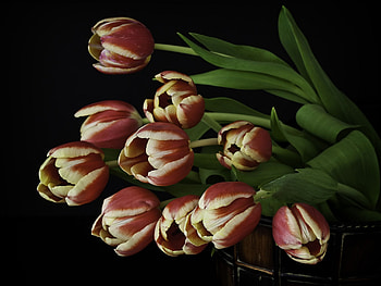 TULIPS, PETALS, LEAVES, COLORS, STEMS HD wallpaper