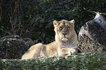Animals, Muzzle, Predator, Big Cat, Sight, Opinion, Lioness HD wallpaper