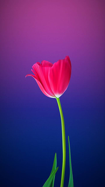 Pink Tulip, pink flower, flower, earth, nature, tulip HD phone wallpaper