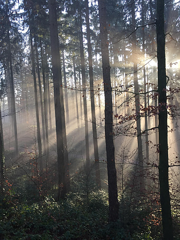 Forest, Nature, Trees, Fog, Lights Of A Sun, Rays Of The Sun HD phone wallpaper