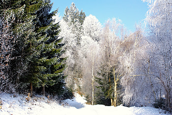 Nature, Trees, Sky, Road, Frost, Hoarfrost, Ate, Clear, I See, From Below HD wallpaper