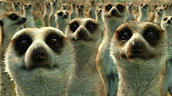 Meerkats, Life of Pi HD wallpaper