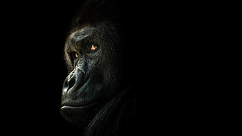 Gorilla close-up, Attention-grabbing , Detailed features, Nature's wonder HD wallpaper