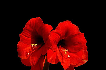 Red Flowers, beautiful, flowers, , red HD wallpaper