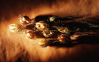 worn nature, background, nature, flowers, worn HD wallpaper