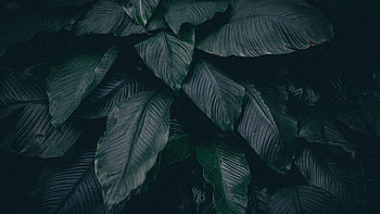 leaves, plant, dark u 16:9 background, Dark Leaves Aesthetic HD wallpaper