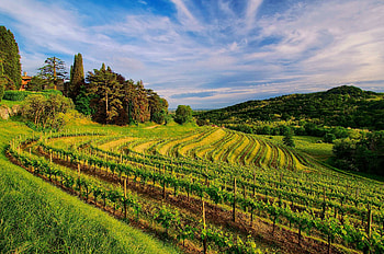 Winery , Winery backgrounds, Wine tasting experience, Access HD wallpaper