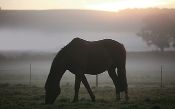 Animals, Landscape, Silhouette, Fog, Horse HD wallpaper