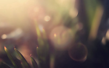 Grass, Macro, Glare, Shine, Light, Shadow HD wallpaper