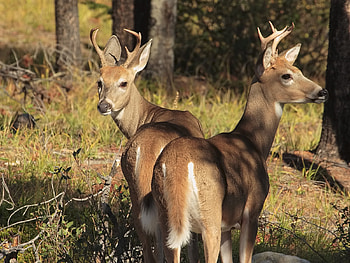 deers in the woods, woods, deer, animals, trees, nature, grass HD wallpaper