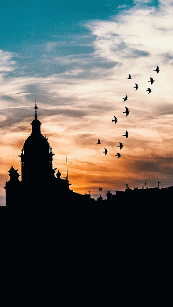 Flying Birds in the Sky, flying birds, birds, sky HD phone wallpaper