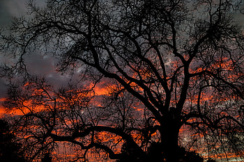 Sky, Twilight, Dark, Wood, Tree, Branches, Dusk HD wallpaper