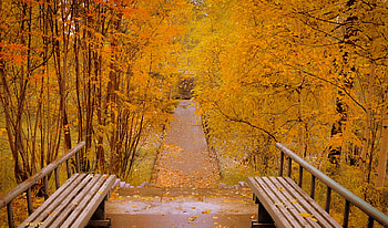 * Autumn forest *, trees, autumn, nature, forest HD wallpaper